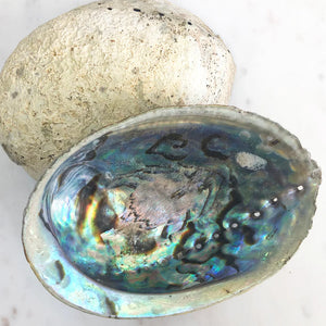 Abalone Shell